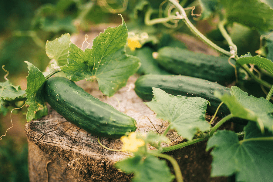 Benefits Of Cucumber