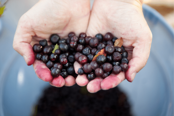 Wild Berries You Can Eat