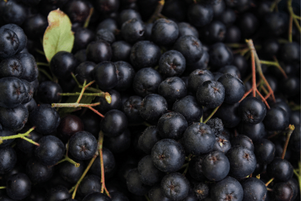 Wild Berries You Can Eat